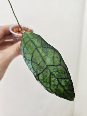 Hoya clemensiorum