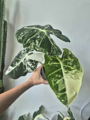 Alocasia Frydek Variegata