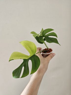 Rhaphidophora tetrasperma (aurea) variegata