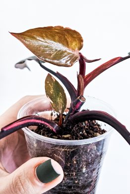 Philodendron pink princess