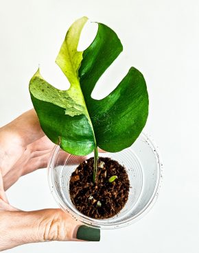 Rhaphidophora Tetrasperma albo variegata raritka