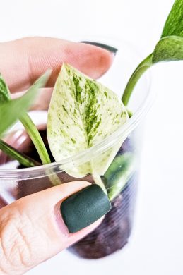 Epipremnum marble queen