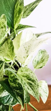 Epipremnum marble queen