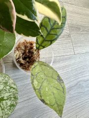 IMG_6455.jpeg