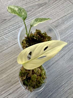 Monstera set