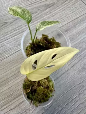 Monstera set