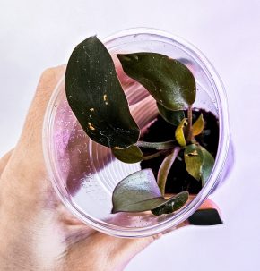 Philodendron black cardinal