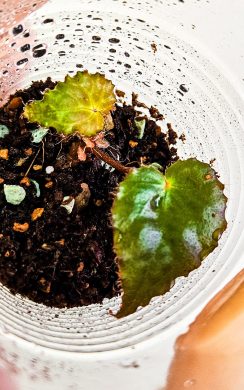 Begonia ferox Troll