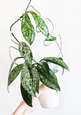 Hoya pubicalyx super splash