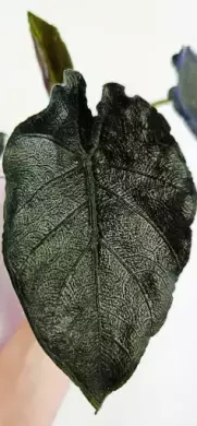 Alocasia Antoro Velvet raritka