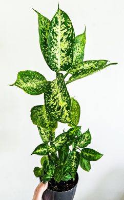 Dieffenbachia Compacta
