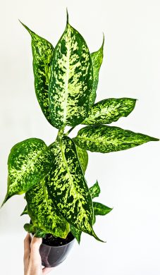 Dieffenbachia Compacta