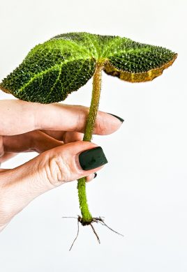 Begonia soli-mutata