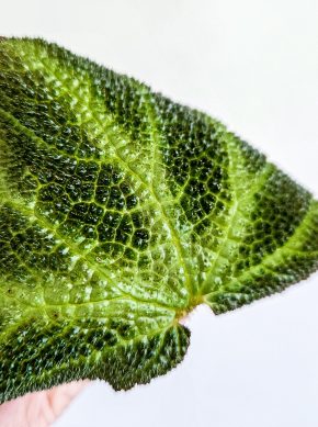Begonia soli-mutata