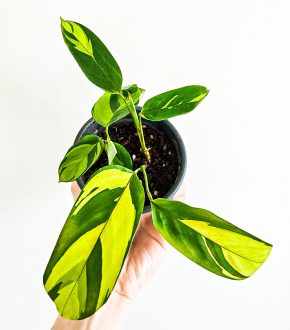 Ctenanthe Golden Mosaic
