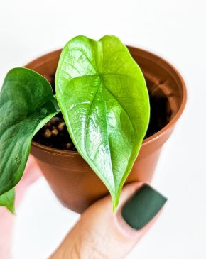 Alocasia silver dragon