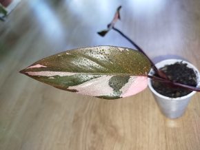 Philodendron Pink Princess
