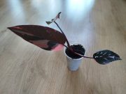 IMG_20250624_194734.jpg