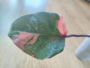 IMG_20250624_194840.jpg