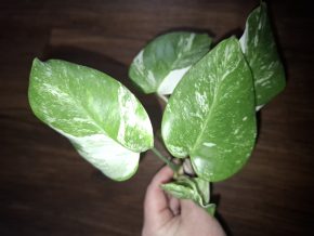 Monstera Deliciosa Alba