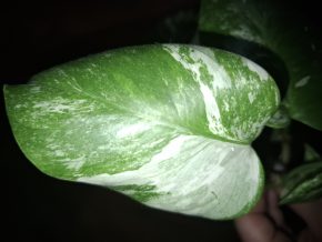 Monstera Deliciosa Alba Kopie