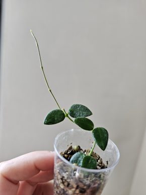 Hoya pulleana