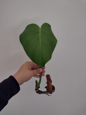 Monstera deliciosa - řízek již s kořeny