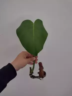 Monstera deliciosa - řízek již s kořeny