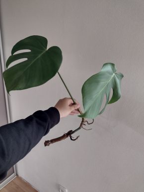 Monstera deliciosa 2 - řízek s kořeny
