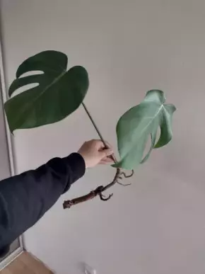 Monstera deliciosa 2 - řízek s kořeny