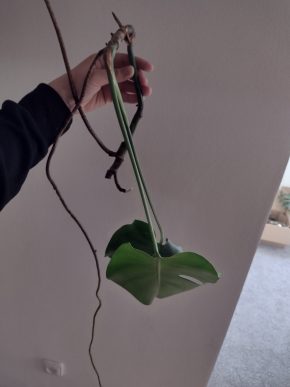 Monstera deliciosa - řízek 3. S kořeny