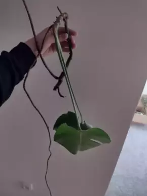 Monstera deliciosa - řízek 3. S kořeny