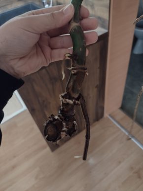 Monstera deliciosa - řízek 4 s kořeny