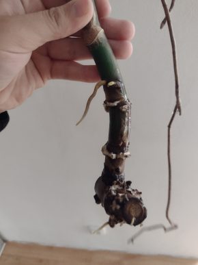 Monstera deliciosa - řízek 4 s kořeny