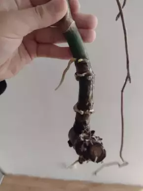 Monstera deliciosa - řízek 4 s kořeny