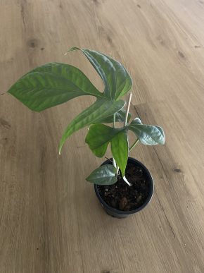 Monstera Spiderman Kopie
