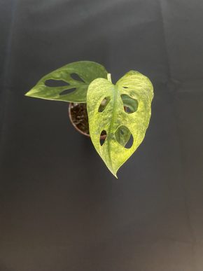 Monstera Adansonii Mint