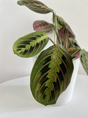 Maranta Fascinator