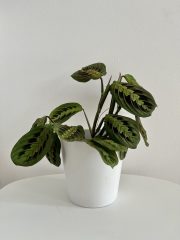 IMG_0653.jpeg