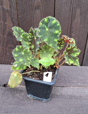 Begonia bowerae tiger 1