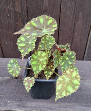 Begonia bowerae tiger 2