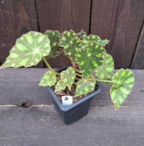 Begonia bowerae tiger 3
