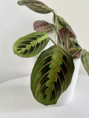 Maranta Fascinator