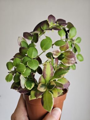 Hoya heuschkeliana albomarginata - řízek