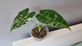 Alocasia Frydek Variegata
