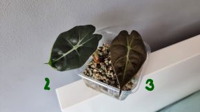 Alocasia Polly