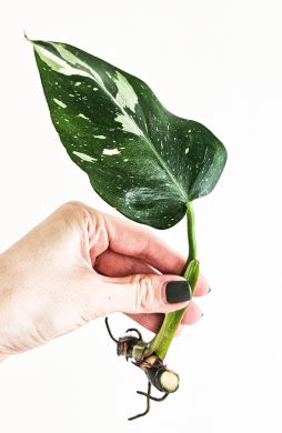 Philodendron white princess