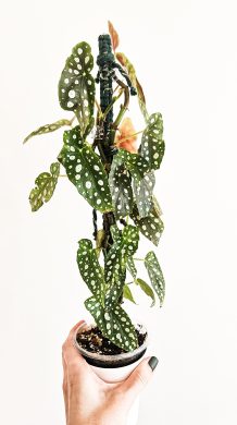 Begonia maculata silver spot + tyč