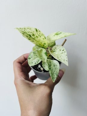 Epipremnum Snow/Marble Queen