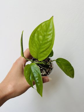 Epipremnum Pinnatum - revert z Variegaty